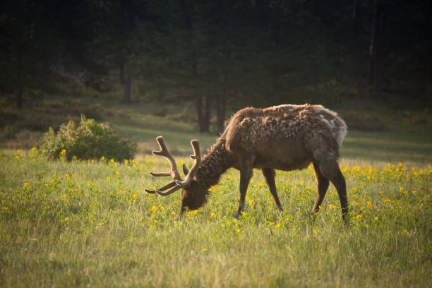 istock Regal wild mule deer in Rocky Mtn. Nat'l Park. 977308164