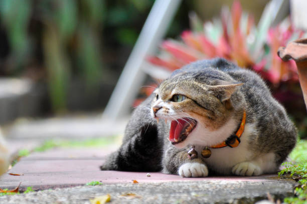Aggressive cat roaring Shot of aggressive cat roaring to other cat before attacking snarling photos stock pictures, royalty-free photos & images