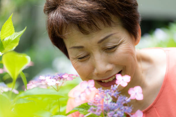 istock Japanese senior woman enjoying hydrangea garden 977338292