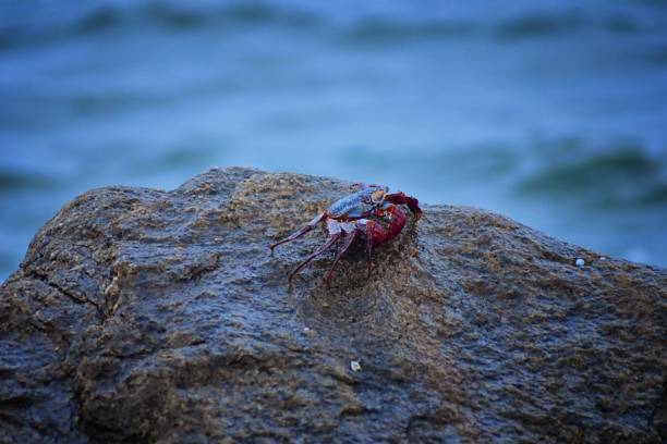 Sally Lightfoot Crab or red rock crab, scientific name Grapsus grapsus on rocks in Puerto Vallarta Marina, Mexico. Close up view.