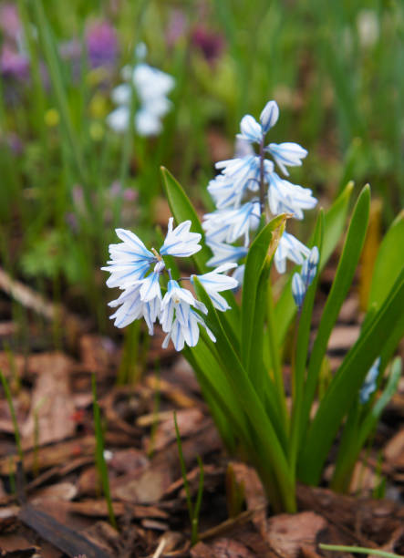 Puschkinia scilloides or striped squill blue and white flowers with green