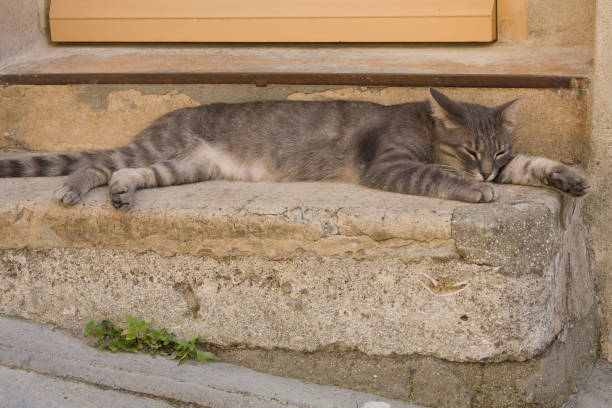 istock Cat sleeping in the street 977359468