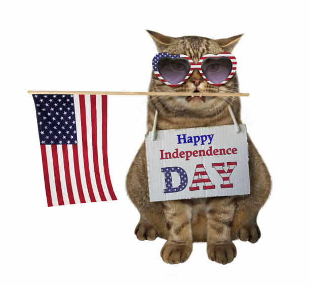 istock Cat in sunglasses with the flag 977359470