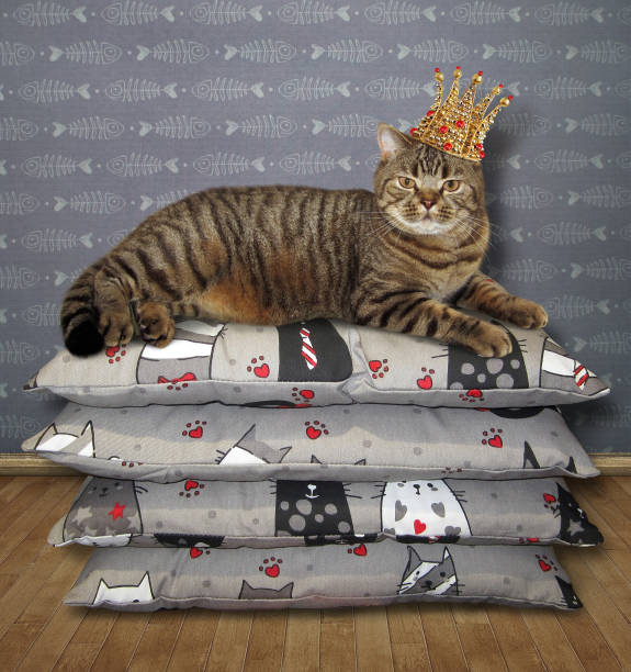 istock Cat in the crown lies on pillows 2 977359476