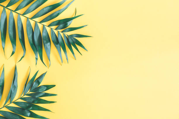 Tropical palm leaves on yellow background. Flat lay, top view