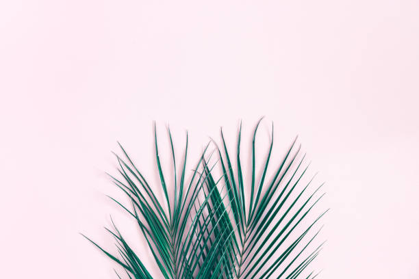 istock Tropical palm leaves on pastel pink background. Flat lay 977365202