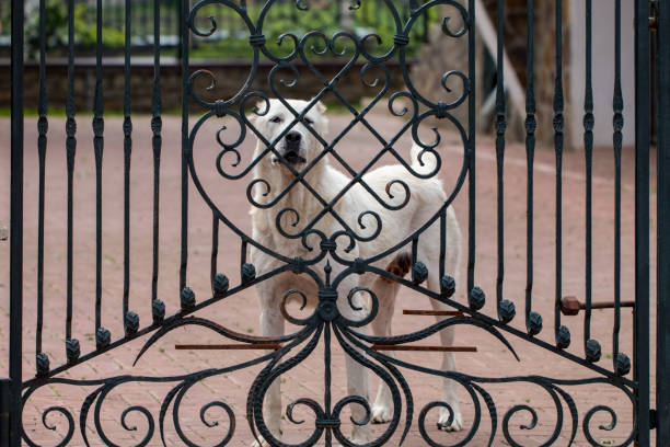 istock The alabai (central asian shepherd dog) standing at the gate 977372034