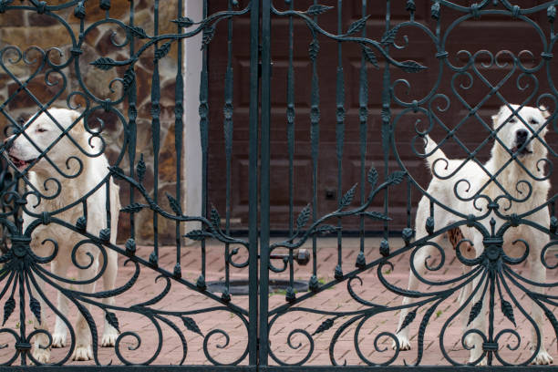 istock The alabai (central asian shepherd dog) standing at the gate 977372038