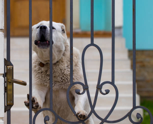 istock The alabai (central asian shepherd dog) standing at the gate 977372082