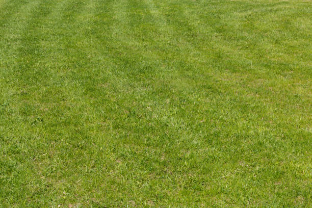 istock Green grass fresh cutted mown lawn texture 977393552
