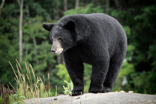 A wild Black Bear. Adobe RGB color profile.