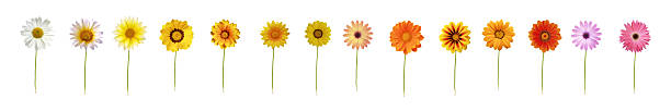 Fourteen daisies XXXL Fourteen daisies XXXL. SEE ALSO MOREPHOTOS ISOLATED ON WHITE and daisy flower spring marguerite stock pictures, royalty-free photos & images