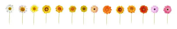 Photo of Fourteen daisies XXXL