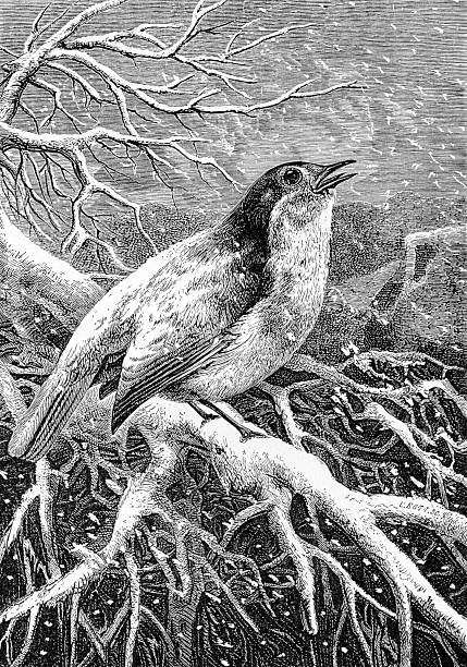 Vintage Songbird in Winter  song sparrow stock illustrations