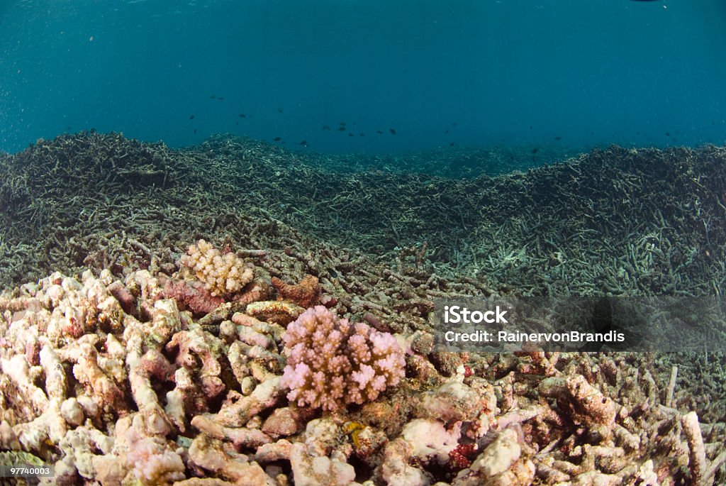 coral bleaching  Color Image Stock Photo