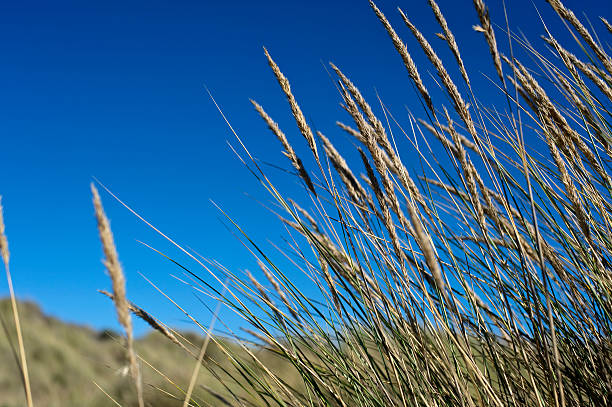 Tussock in sand dune  Palmerston North stock pictures, royalty-free photos & images