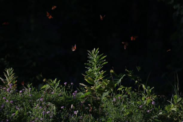 istock Group Of Monarch Butterflies 977405180