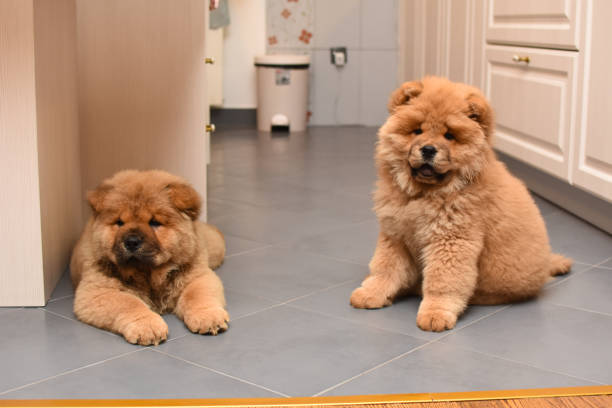 家の中で 2 つのチャウチャウ子犬 - chow domestic animals animal beautiful ストックフォトと画像