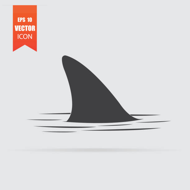 ilustrações, clipart, desenhos animados e ícones de ícone de barbatana de tubarão em estilo simples, isolado no fundo cinza. - flipper
