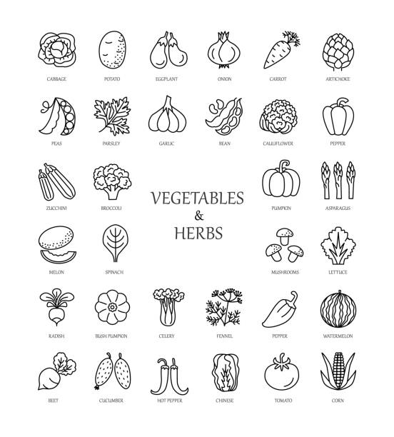 illustrazioni stock, clip art, cartoni animati e icone di tendenza di icone vettoriali con verdure ed erbe aromatiche. - leaf vegetable asparagus green vegetable