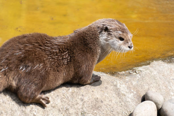 istock An Asian Short Clawed Otter walks along the edge of a pool 977418578