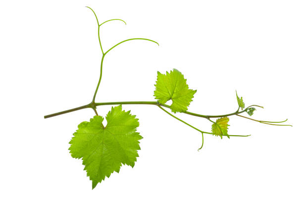 istock vine branch of a vine isolated on a white background 977418706