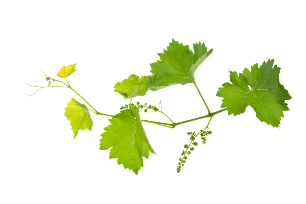 istock vine branch of a vine isolated on a white background 977418712