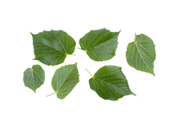 istock green leaf of a linden tree on a white background 977418842