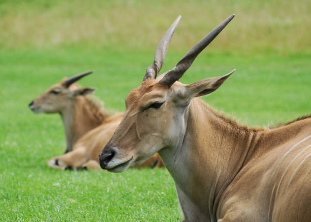 A pair of Eland sitting on grass A pair of Eland sitting on grass giant eland stock pictures, royalty-free photos & images