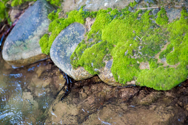 istock green moss in nature background 977421970