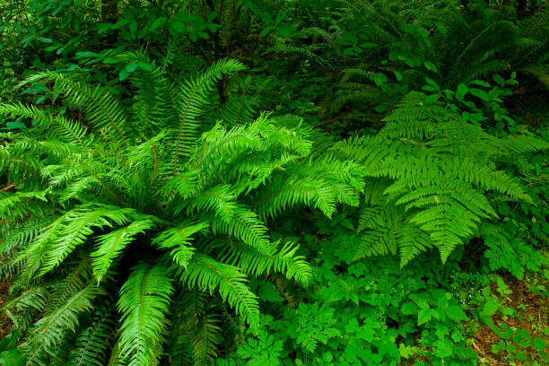 istock Pacific Northwest forest and Sword and Lady ferns 977430656