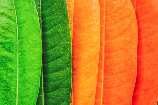 Creative colorful leafs on autumn season for background and wallpaper which it make freshness concept.