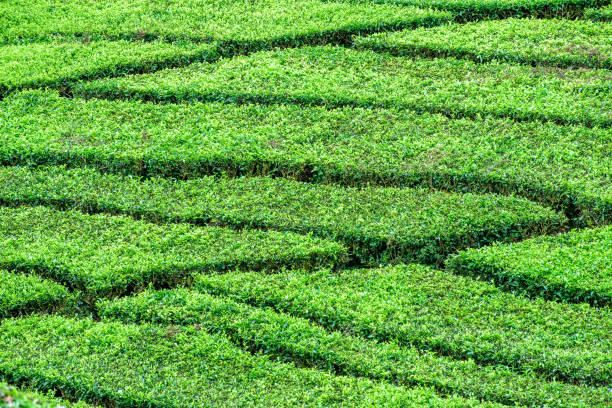 istock Beautiful tea plantation at Bandung, Indonesia 977434430