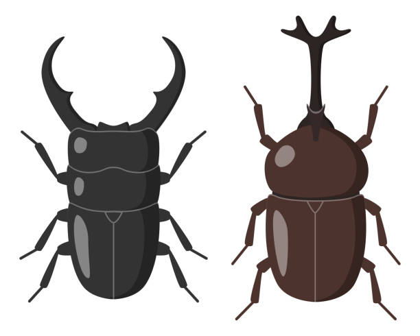 ilustraciones, imágenes clip art, dibujos animados e iconos de stock de escarabajo ciervo y escarabajo de cuernos japon - rhinoceros beetles