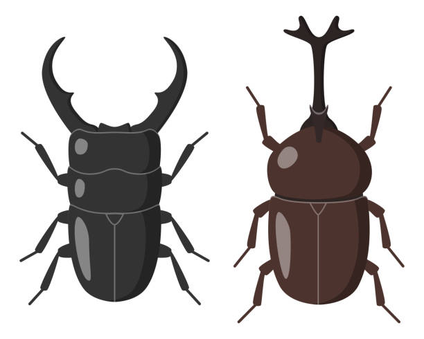 日本のツノ カブトムシとクワガタ - rhinoceros beetles点のイラスト素材／クリップアート素材／マンガ素材／アイコン素材