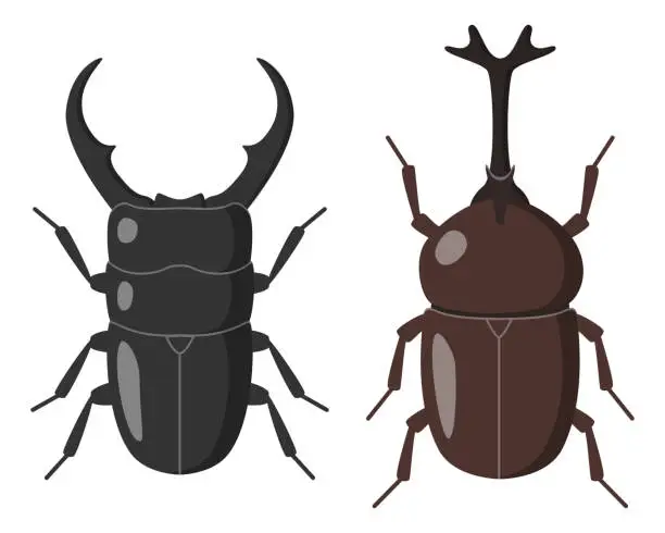 Vector illustration of Stag beetle and Japanese horned beetle