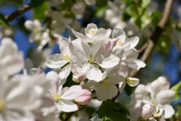 Apple-tree flowers closeup on a sunny day