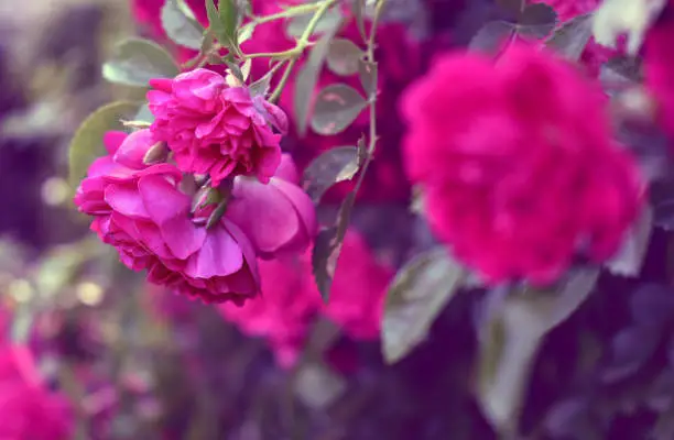 Blooming branch of pink roses in the garden on a background of a rosebush