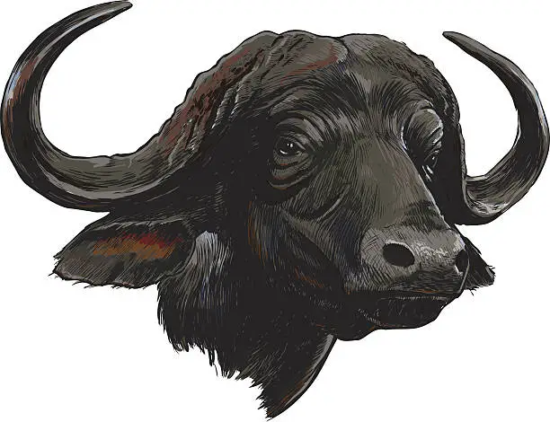 Vector illustration of African Cape Buffalo, Isolated on White