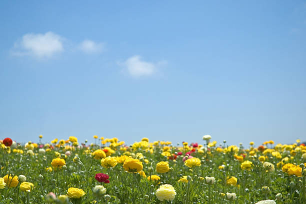 istock Field of Flowers 97743712
