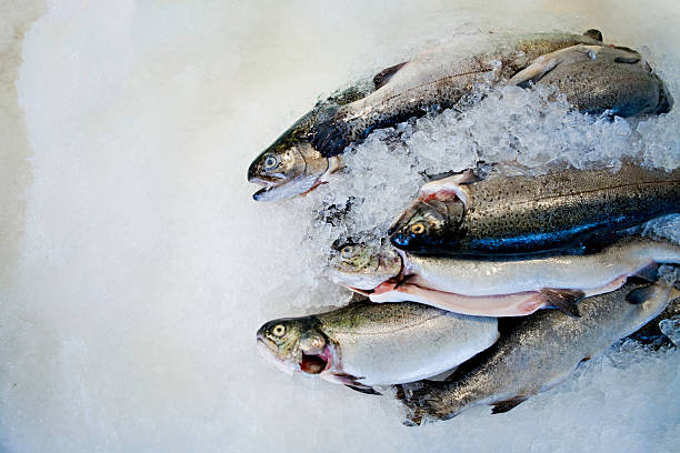 istock Fresh Fish displayed on Ice Seafood Market 97744353