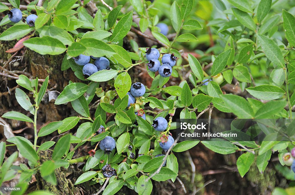 Niedrige Bush Blaubeeren - Lizenzfrei Amerikanische Heidelbeere Stock-Foto
