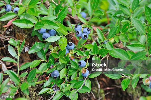Niedrige Bush Blaubeeren Stockfoto und mehr Bilder von Amerikanische Heidelbeere - Amerikanische Heidelbeere, Wildpflanze, Ansicht aus erhöhter Perspektive