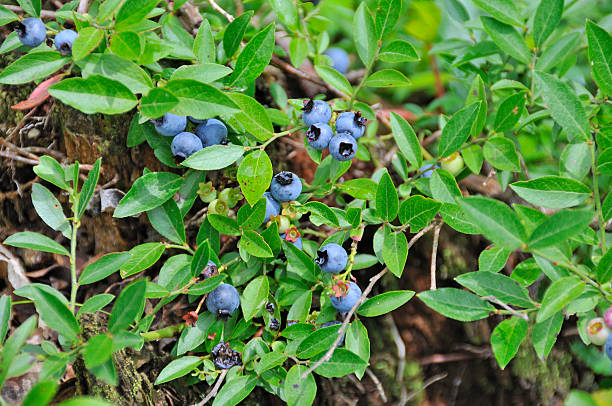 Low Bush Blueberries  mike cherim stock pictures, royalty-free photos & images