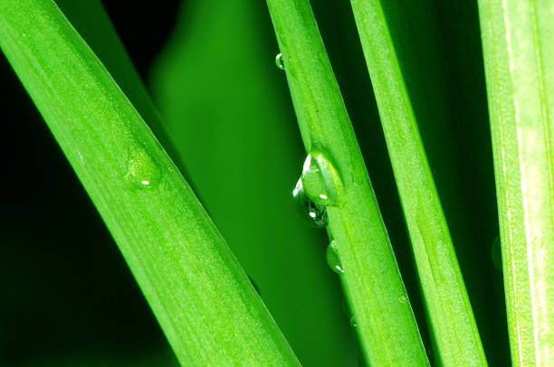 istock Green leaves and water drops 97744770