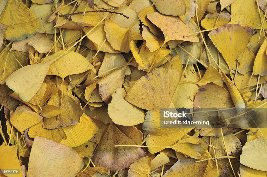 Sfondo foglie di gingko - Foto stock royalty-free di Autunno