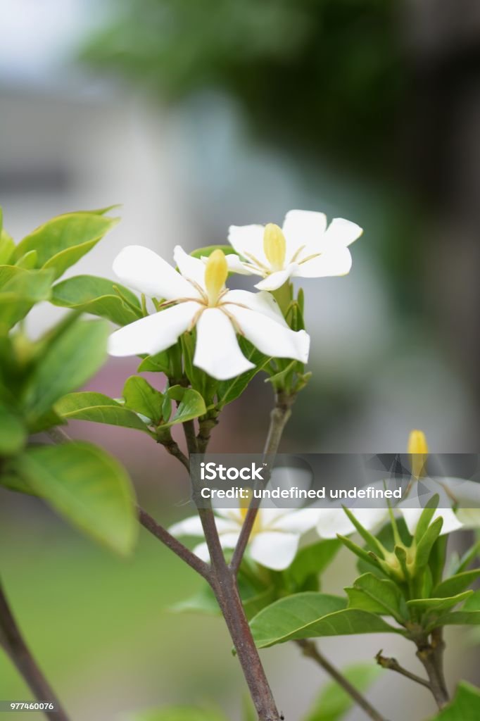 Cape jasmine - Foto de stock de Belleza libre de derechos