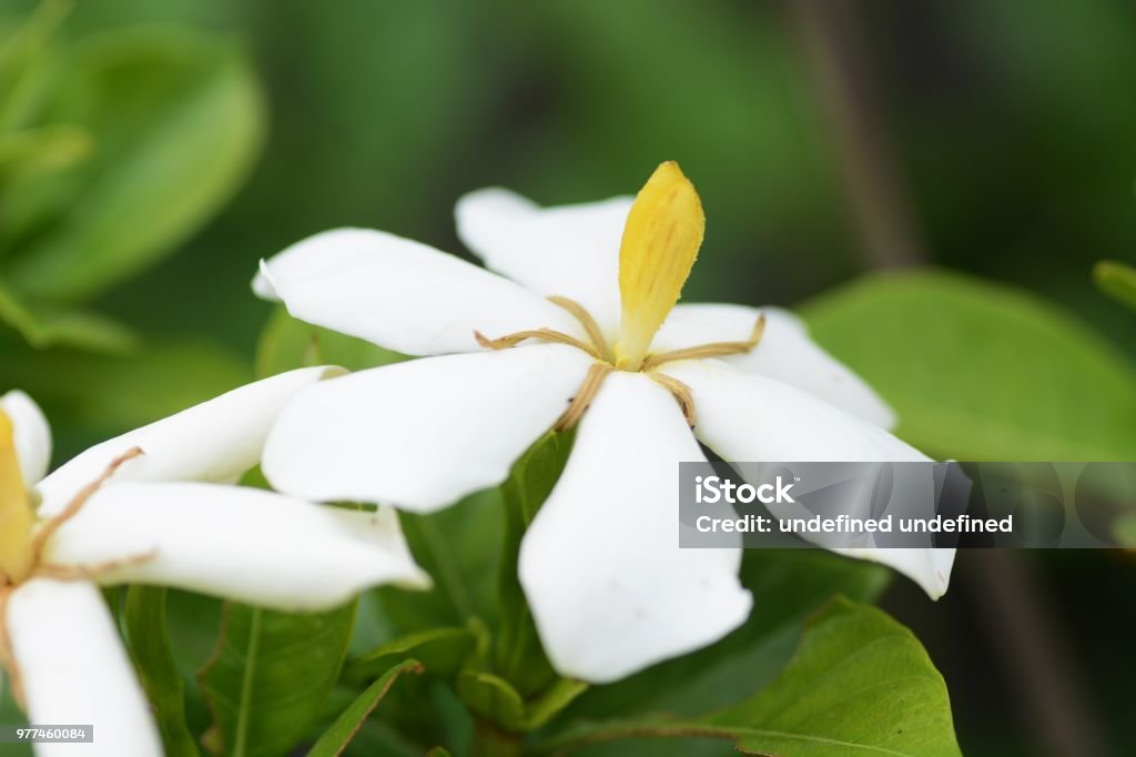 Cape jasmine - Foto de stock de Belleza libre de derechos