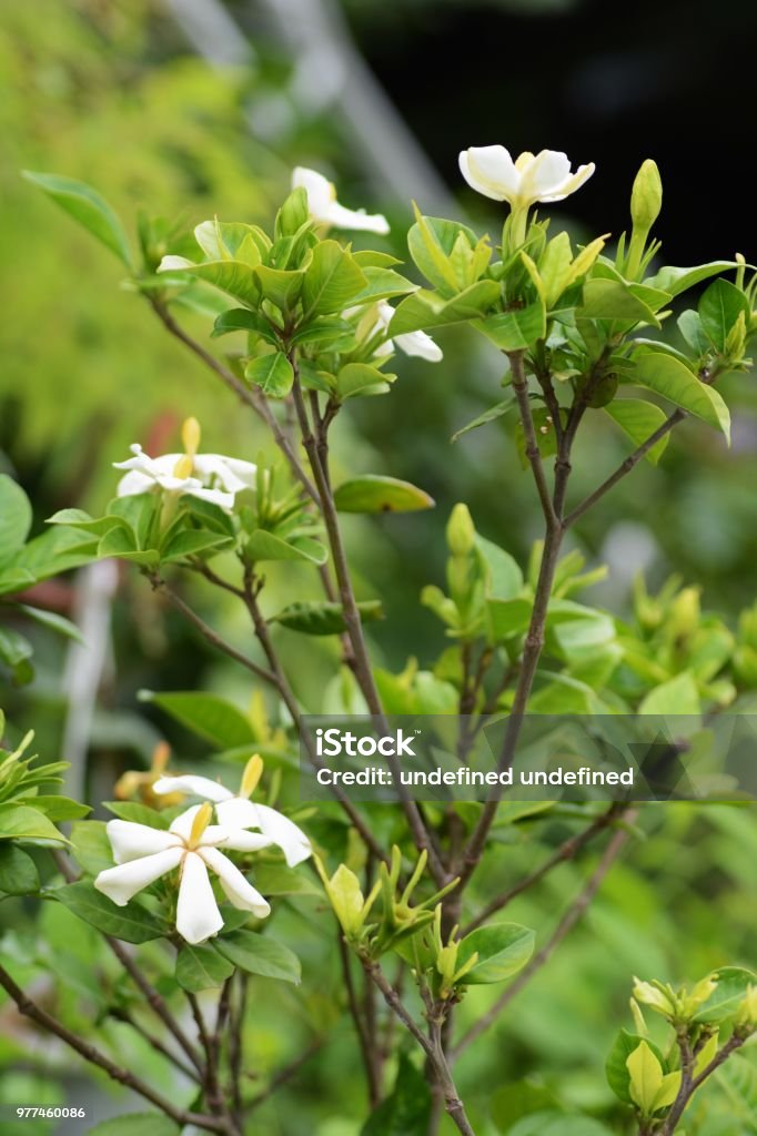 Cape jasmine - Foto de stock de Belleza libre de derechos