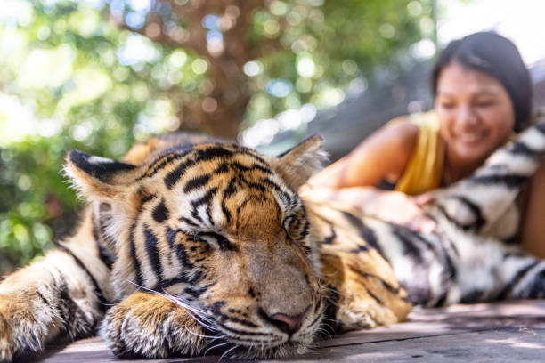 Asian female tourist petting tiger cub